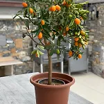 Appartamento Villalino Tre Palme, Pool, 2 Schlafzimmer, 2 Bäder, Pool, Terrasse, Outdoor Fitness