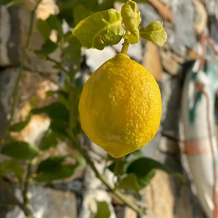 Апартаменты Villalino Tre Palme, Pool, 2 Schlafzimmer, 2 Baeder, Pool, Terrasse, Outdoor Fitness Алассио